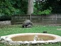 Turtle Sex