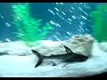 My Paroon Sharks (Pangasius sanitswongi)