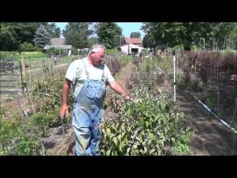 how to treat dogwood fungus