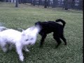 Minni ja villakoira osa 2