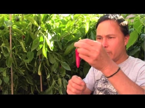 How to Grow Foods with the Highest Nutrient Density & Best Taste