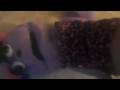 Pandora Cat Love Video.