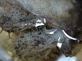 Hairy Sea Hare eating Hair Algae by ReefScavengers.Com Hairy Sea Hare eating Hair Algae by ReefScavengers.Com
