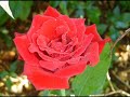 ROSAS - FOTOS DE LETY - PIQUETE / SP