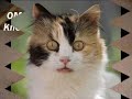 Эти смешные кошки)