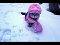 Эти смешные кошки