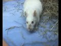 Adopt a Rat \"Ratouie\" MSPCA Springfield