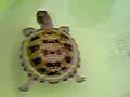 My tortoise is a Good Swimmer ?????????? My tortoise is a Good Swimmer ??????????