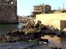 Libanon: Der Ölteppich Libanon: Der Ölteppich