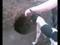 Cachorros Abrindo Uma Toca de Tatu.avi