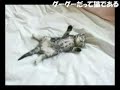 ちびグーグーだって猫である　⑥
