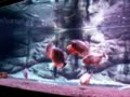 PIRANHA FEEDING - cariba