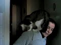 chat miaulant