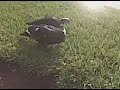 duck lady.3GP