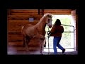 Search Video