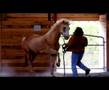 videos de Benny the 
