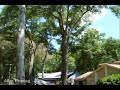 Oak Tree Pruning