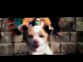 Beverly hills chihuahua