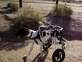 Hendrix and the golf cart