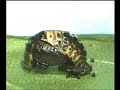 Les coccinelles pour lutter contre les pucerons Les coccinelles pour lutter contre les pucerons