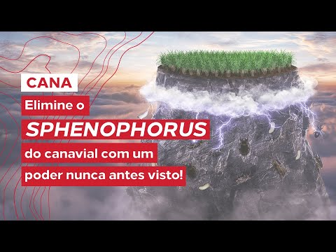 Chegou ZEUS, proteção nunca antes vista contra o sphenophorus da cana. | IHARA