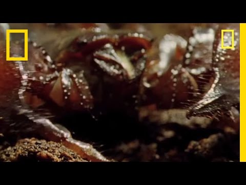 SCORPIONS - The Indian Red Scorpion is considered the most lethal of all scorpions. But despite its reputation, it only stings as a last resort. Shunning human contact, ...