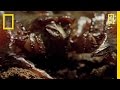 World's Deadliest Scorpion?