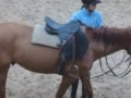 Mon Lapon