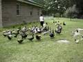 Muscovy Lady