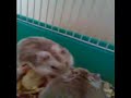 Mis hamsters comen chorizo xd