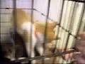 Cat massaging another cat at a pet store...?
