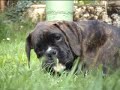Boxer Golden Pepper von Jahwe Boxer Golden Pepper von Jahwe