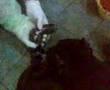 pit bull giving birth