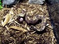 By Request: Full Gaboon Viper Feed By Request: Full Gaboon Viper Feed