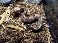 By Request: Full Gaboon Viper Feed