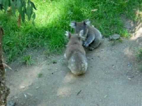 Koala Fight!