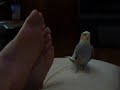 Bird Talk
