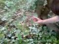 stinging neetle wank