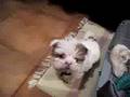 angie shih tzu