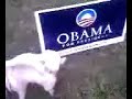 Gay dog pees on even gayer sign