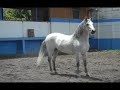 Caballos Iberoamericanos