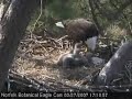 Norfolk Botanical Garden Bald Eagle Nest