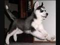 Wolves and Huskies