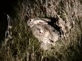 Kenya Night Drive w- Lion Cheetah Hyena Serval