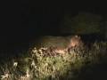 Kenya Night Drive w- Lion Cheetah Hyena Serval