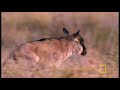 Wildebeest Migration