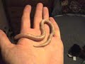 My Snow Kenyan Sand Boa Snake