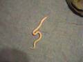 My Snow Kenyan Sand Boa Snake