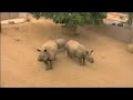Rhinos-arrive-in-San-Diego-from-India