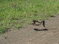 cobra vs mongoose